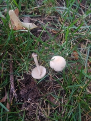 Fungi