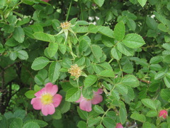 Rosa marginata