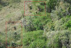 Aloe marlothii marlothii