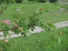 Rosa marginata