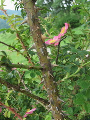 Rosa marginata