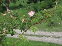 Rosa marginata