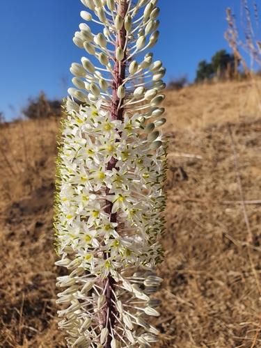 Numidian Squill