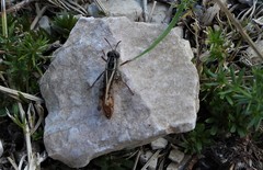 Calliptamus italicus