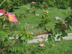 Rosa marginata