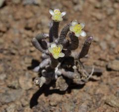 Anacampseros ustulata
