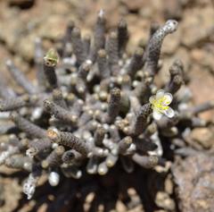 Anacampseros ustulata