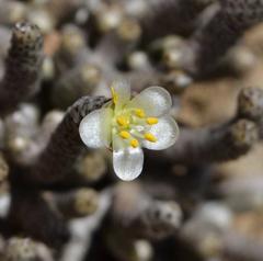 Anacampseros ustulata