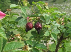 Rosa marginata