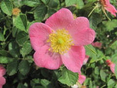 Rosa marginata