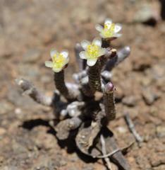 Anacampseros ustulata