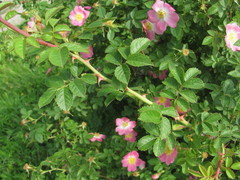Rosa marginata