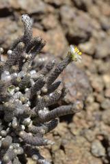 Anacampseros ustulata