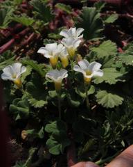 Oxalis punctata