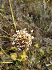 Allium rotundum