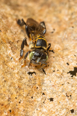 Lepidotrigona terminata