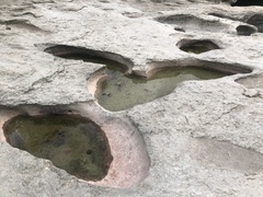 Archaea