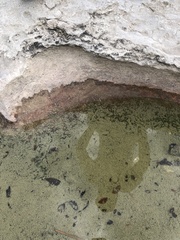 Archaea