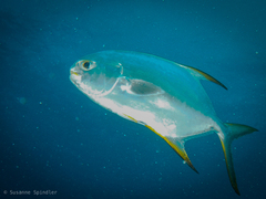 Trachinotus blochii