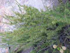 Cliffortia tuberculata