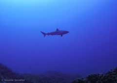 Carcharhinus albimarginatus