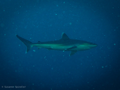 Carcharhinus albimarginatus