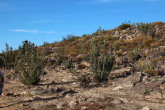 Protea glabra