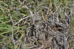 Ceropegia multiflora multiflora