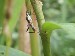 Plaxiscelis semilineata