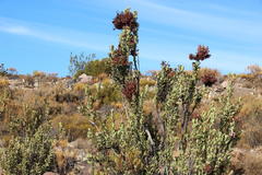 Protea glabra