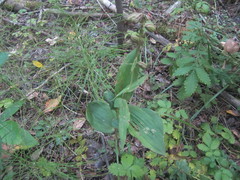 Epipactis