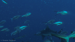 Trachinotus baillonii