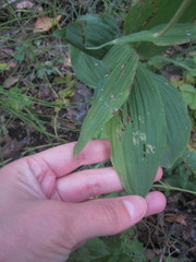 Epipactis