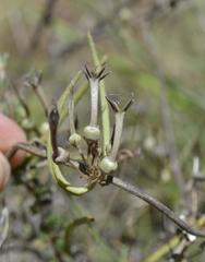 Ceropegia multiflora multiflora