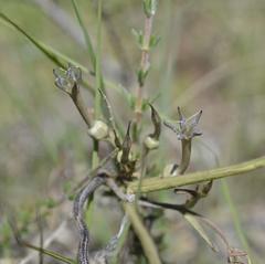 Ceropegia multiflora multiflora