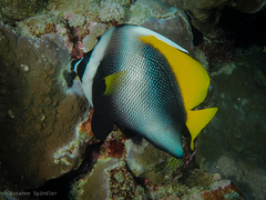 Heniochus singularius