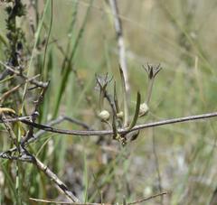 Ceropegia multiflora multiflora