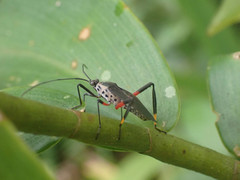 Plaxiscelis semilineata