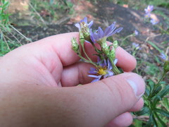 Eurybia surculosa