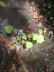 Populus × canescens