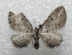 Eupithecia interruptofasciata