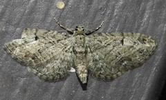 Eupithecia interruptofasciata