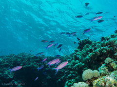 Mirolabrichthys tuka