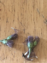 Liatris novae-angliae