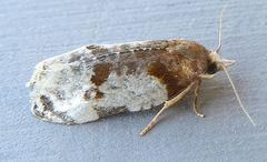 Henricus fuscodorsana