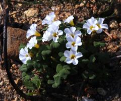 Oxalis punctata