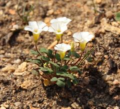 Oxalis punctata