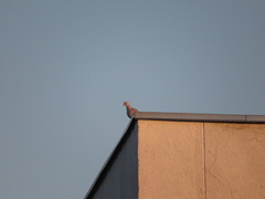 Streptopelia decaocto