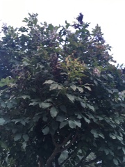 Magnoliopsida