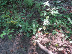 Solidago flaccidifolia